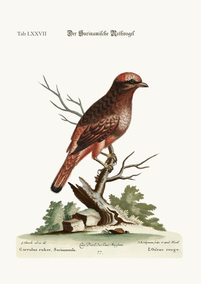 Der rote Vogel aus Surinam, 1749-73 von George Edwards